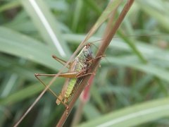 Conocephalus exemptus
