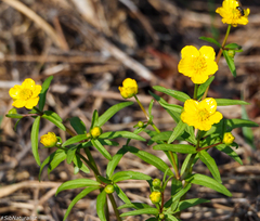 Ranunculus monophyllus
