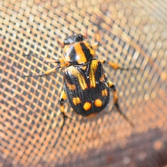 Stripsipher orientalis