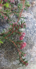 Erica haematocodon