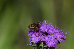 Hesperia meskei straton