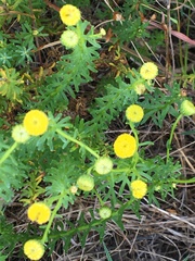 Chrysocoma coma-aurea