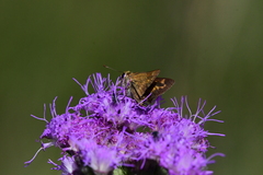 Hesperia meskei straton
