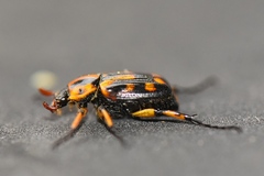 Stripsipher orientalis