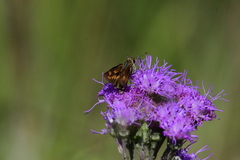 Hesperia meskei straton