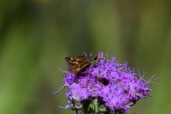 Hesperia meskei straton