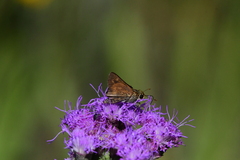 Hesperia meskei straton