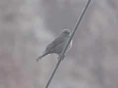 Molothrus bonariensis