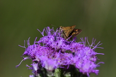 Hesperia meskei straton