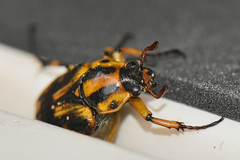 Stripsipher orientalis