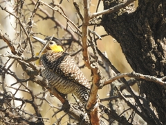 Colaptes campestris campestroides