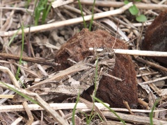 Oedaleus infernalis