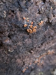 Hemitrichia decipiens