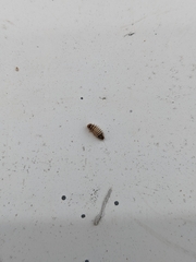 Dermestidae