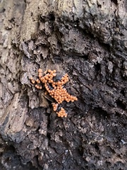 Hemitrichia decipiens