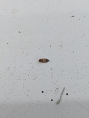 Dermestidae