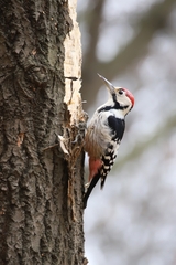 Dendrocopos leucotos