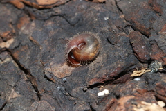 Helicodonta obvoluta