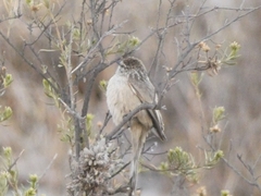 Leptasthenura aegithaloides