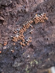 Hemitrichia decipiens