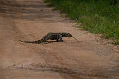 Varanus niloticus