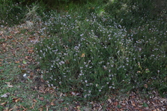 Erica vagans