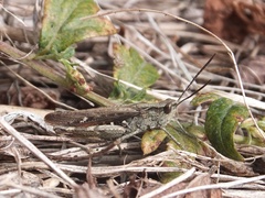 Chorthippus maritimus maritimus