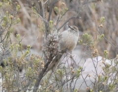 Leptasthenura aegithaloides