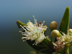 Decaspermum gracilentum