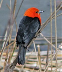 Amblyramphus holosericeus