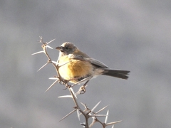 Phrygilus