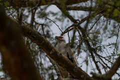 Gypohierax angolensis image