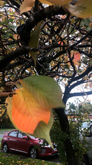 Cerasus