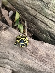 Dendrobates leucomelas