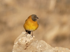 Phrygilus