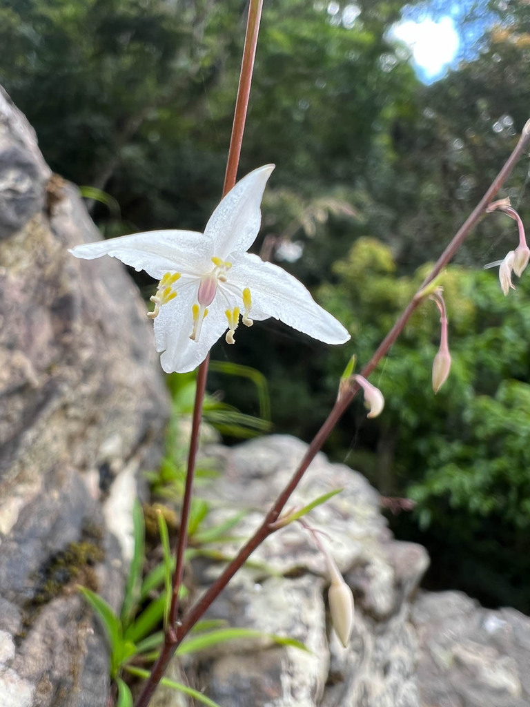 Arthropodium neocaledonicum