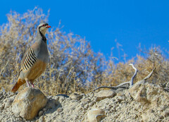 Alectoris chukar