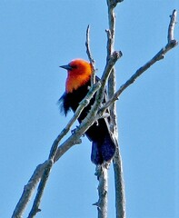 Amblyramphus holosericeus