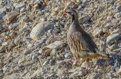 Alectoris chukar