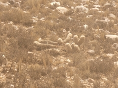 Oreocereus trollii