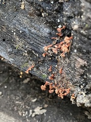 Metatrichia vesparium