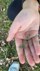 Asparagus acutifolius