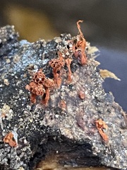 Metatrichia vesparium