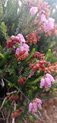 Erica andevalensis