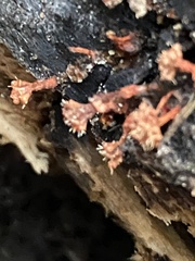 Metatrichia vesparium