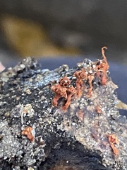Metatrichia vesparium