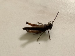 Omocestus