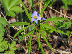 Anemonoides caerulea