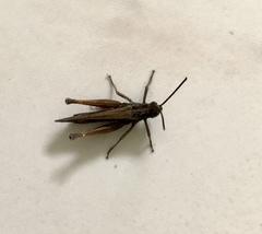 Omocestus