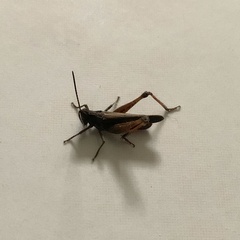 Omocestus
